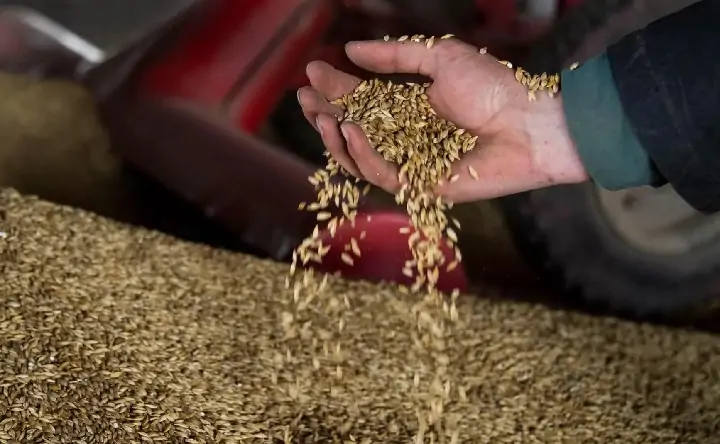 Зерно. Фото Дмитрия Макеева, РИА Новости