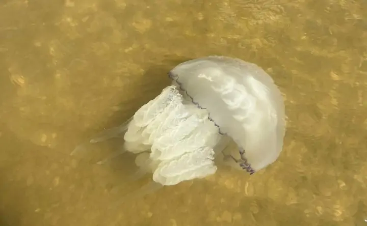 Медуза. Фото donnews.ru