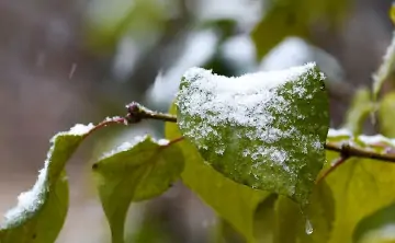 Заморозки. Фото Максима Богодвида, РИА «Новости»