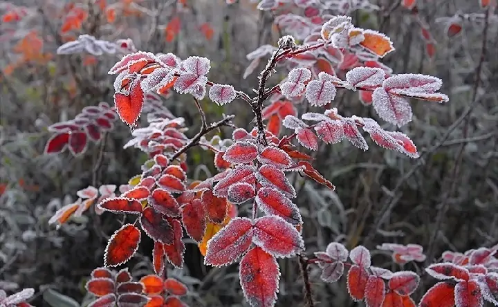 Заморозки. Фото ГУ МЧС по Ростовской области