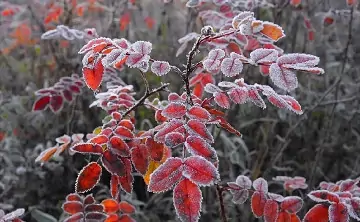 Заморозки. Фото ГУ МЧС по Ростовской области