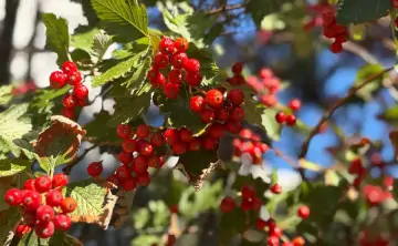 Боярышник. Фото donnews.ru