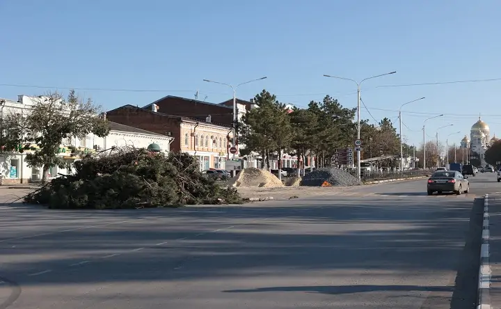 Сосны. Фото пресс-службы Правительства Ростовской области