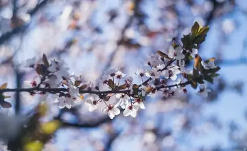 Цветы. Фото Дениса Демкова