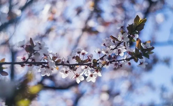 Цветы. Фото Дениса Демкова