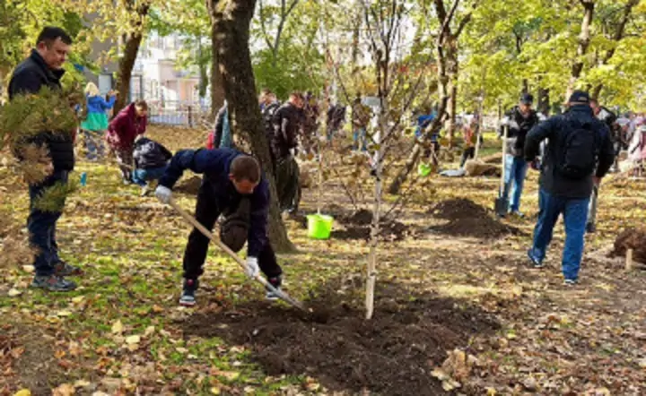 Посадка саженцев. Фото пресс-службы администрации Ростова