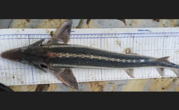 Шип. Фото пресс-службы Азово-Черноморского филиала ГНЦ РФ ФГБНУ "ВНИРО"