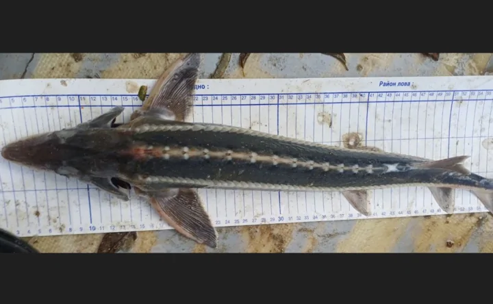 Шип. Фото пресс-службы Азово-Черноморского филиала ГНЦ РФ ФГБНУ "ВНИРО"