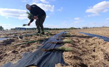 Высадка лаванды. Фотографии Анастасии Талызиной