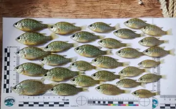 Выловленные в дельте Дона солнечные окуни. Фото ЮНЦ РАН