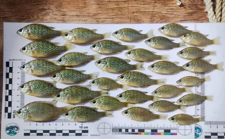 Выловленные в дельте Дона солнечные окуни. Фото ЮНЦ РАН