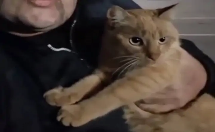 Кот Бусик. Скриншот из видео telegram-канала Mash