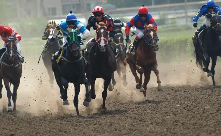 Скачки на ипподроме. Фото Ростовского ипподрома