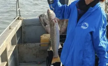 Пиленгас. Фото пресс-службы АзНИИРХ