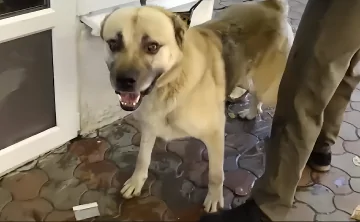 Алабай, напавший на женщину. Скриншот из репортажа "НТВ"