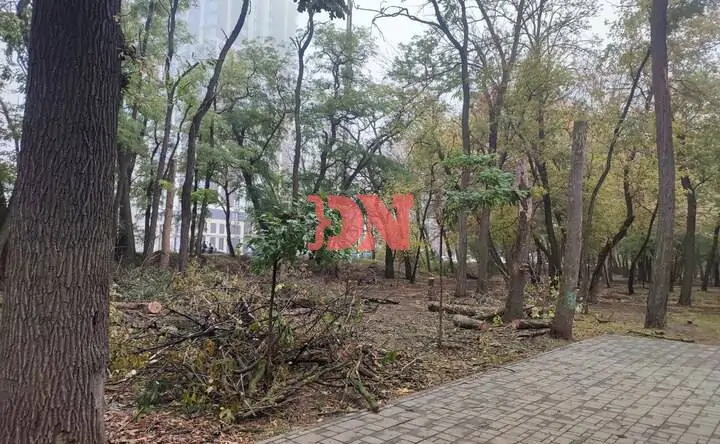 Вырубка. Фото donnews.ru