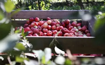 Яблоки. Фото Владимира Тимкива, РИА Новости»