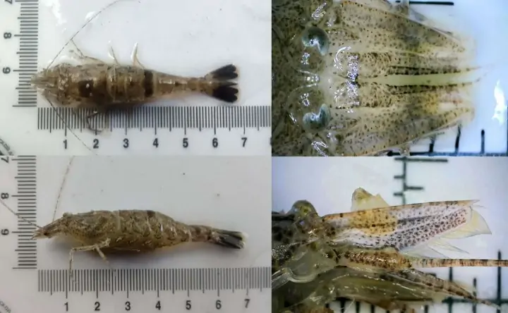 Песчаная креветка. Фото учёного Глеба Гуськова