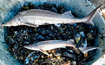 Стерлядь. Фото АзНИИРХа