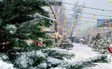 Ёлка. Фото donnews.ru