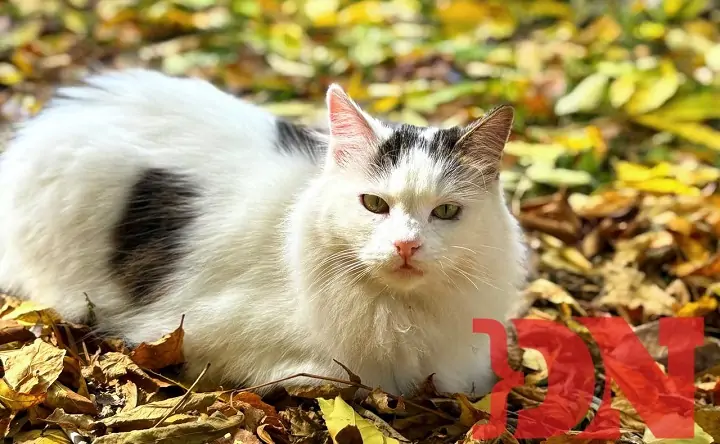 Кот в осенних листьях. Фото donnews.ru