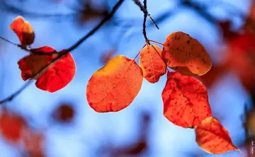 Листья. Фото Дениса Демкова