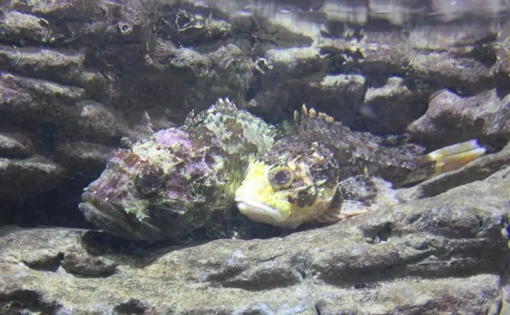 Две скорпены разной окраски. Фото Константина Самойлова