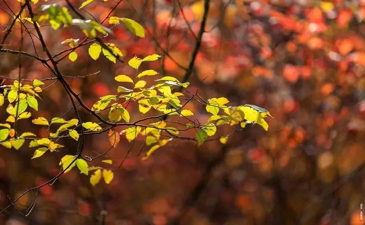 Дерево. Фото Дениса Демкова