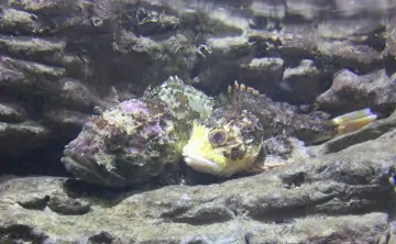 Две скорпены разной окраски. Фото Константина Самойлова