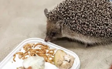 Ушастый ёж. Фото Евгения Чистякова