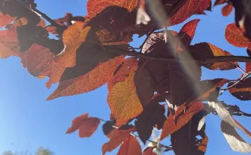 Дерево. Фото donnews.ru