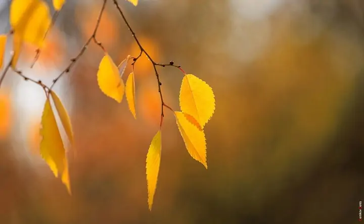 Листья. Фото Дениса Демкова