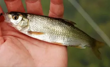 Шемая. Фото Азово-Черноморского филиала ФГБНУ «ВНИРО» («АзНИИРХ»)