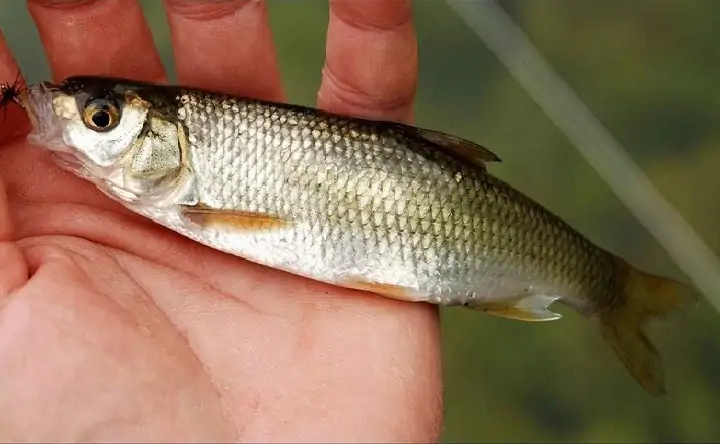 Шемая. Фото Азово-Черноморского филиала ФГБНУ «ВНИРО» («АзНИИРХ»)