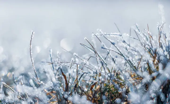 Изморозь. Фото Дениса Демкова