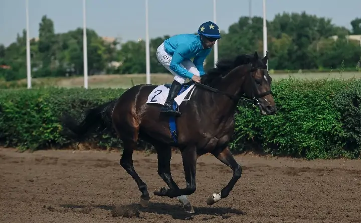 Скачки. Фото Ростовского ипподрома