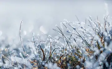 Изморозь. Фото Дениса Демкова