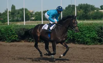 Скачки. Фото Ростовского ипподрома