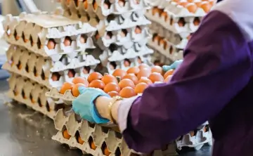 Яйца. Фото Юрия Смитюка, ТАСС