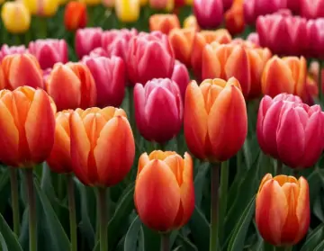 Изображение сгенерировано нейросетью Шедеврум