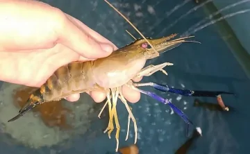 Креветка. Фото azniirkh.vniro.ru