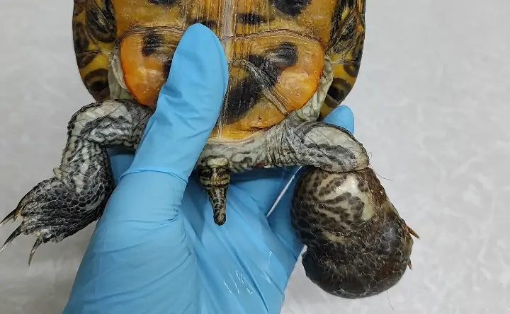 Лапа пострадавшей черепахи. Фото из соцсетей Анастасии Савченко