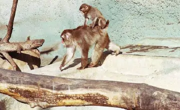 Японские макаки. Фото Людмилы Пахомовой, ТАСС