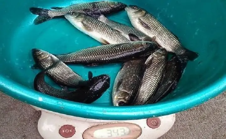 Белый амур. Фото пресс-службы АзНИИРХ