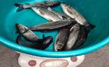 Белый амур. Фото пресс-службы АзНИИРХ