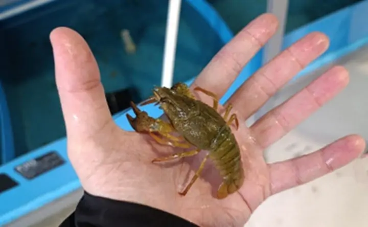 Длиннопалый рак. Фото пресс-службы АзНИИРХ