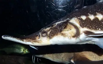 Севрюга. Фото Азово-Черноморского филиала ФГБНУ «ВНИРО» (АзНИИРХ)