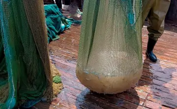 Медузы. Фото пресс-службы АзНИИРХ.