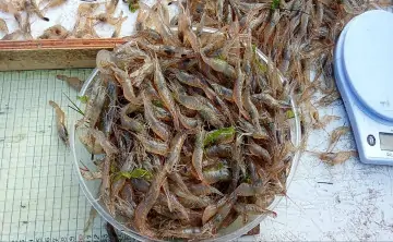 Креветки. Фото с официального сайта АзНИИРХ