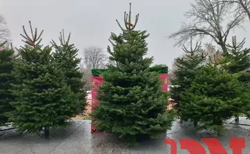 Ёлочный базар. Фото donnews.ru